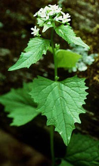 Garlic Mustard